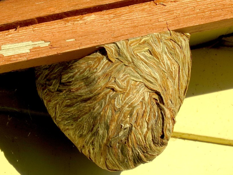 nest2