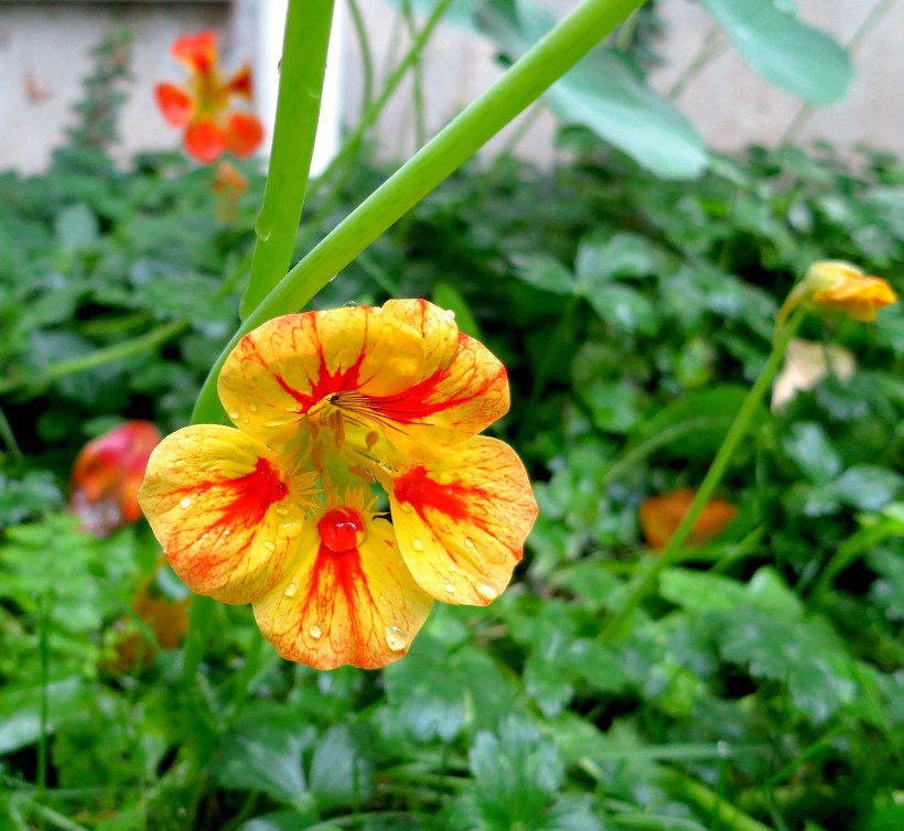rainynasturtium