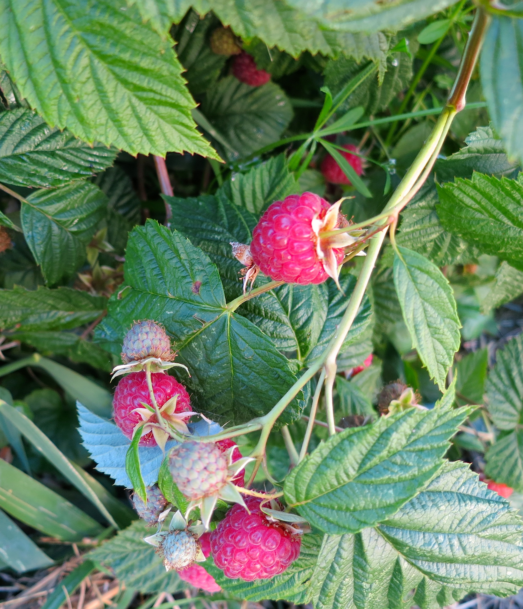 raspberries