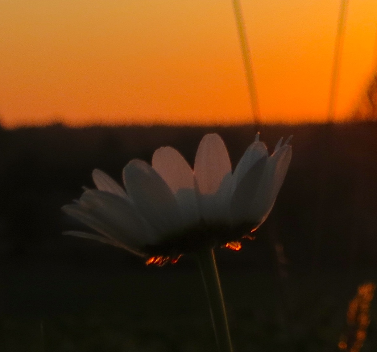 sunsetdaisy