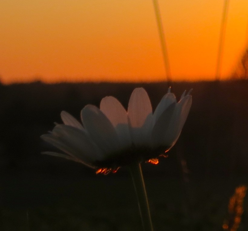 sunsetdaisy