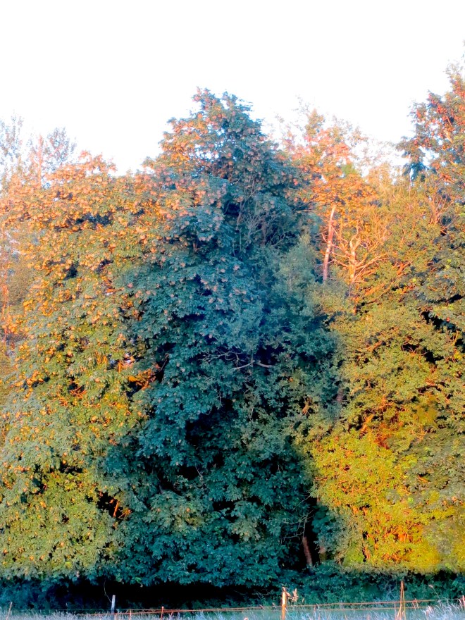 shadow of the lone fir cast upon the woods at sunset
