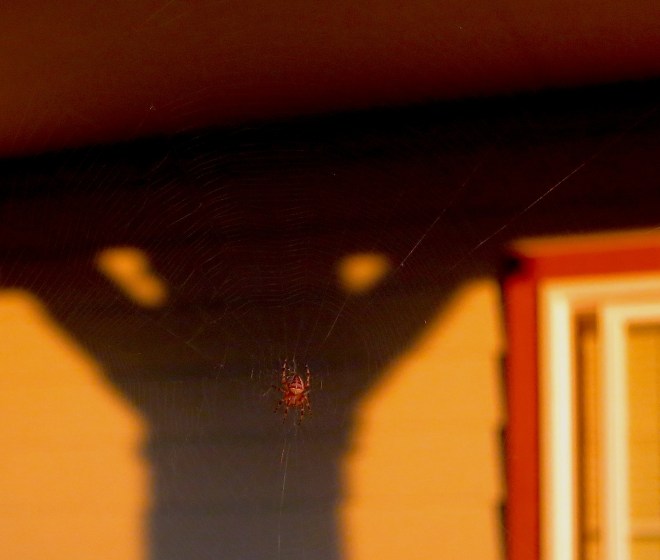 sunsetspider