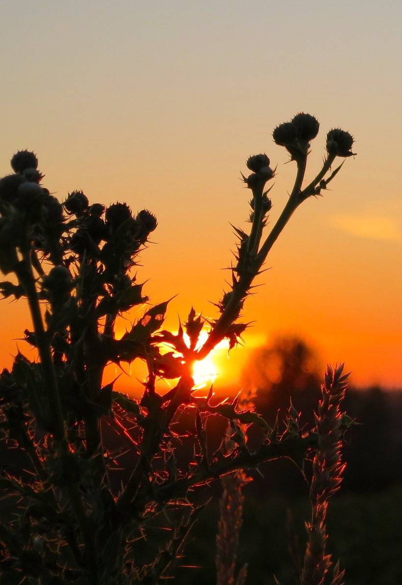 sunsetthistle