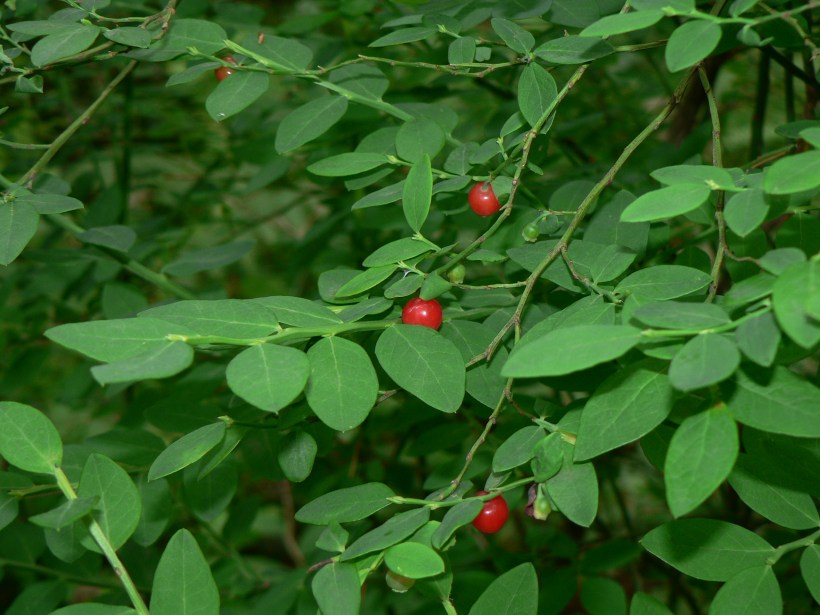 red huckleberry