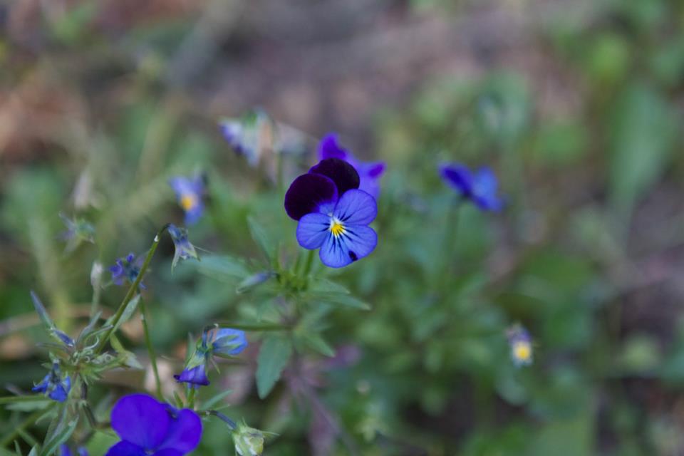 photo by Josh Scholten