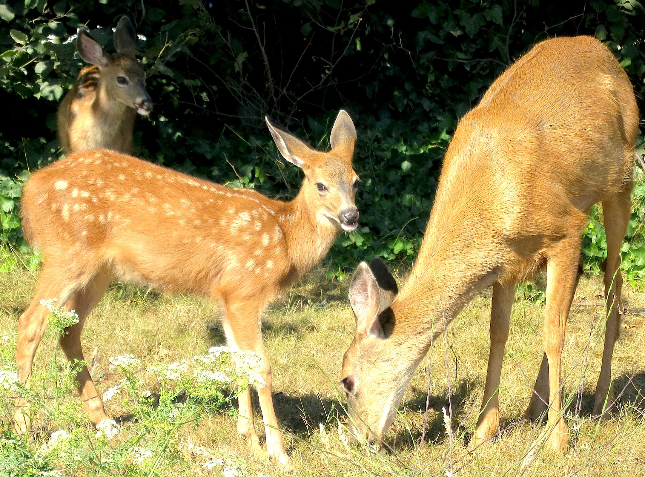 fawns3