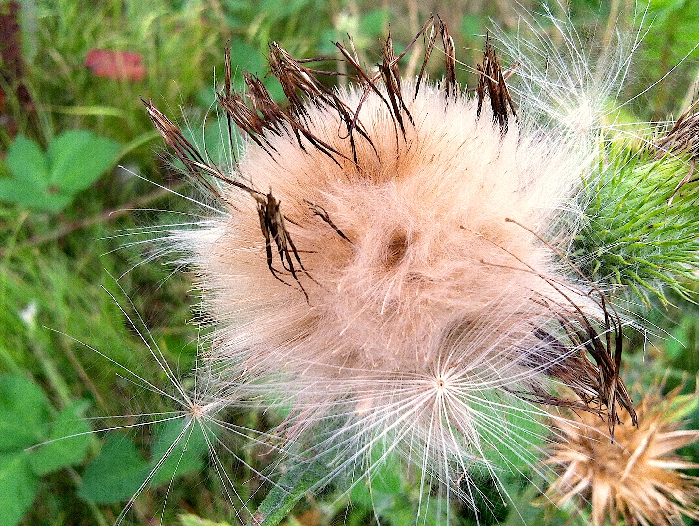 officially a weed but lovely nonetheless