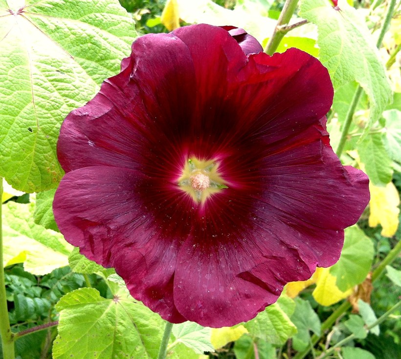 hollyhock
