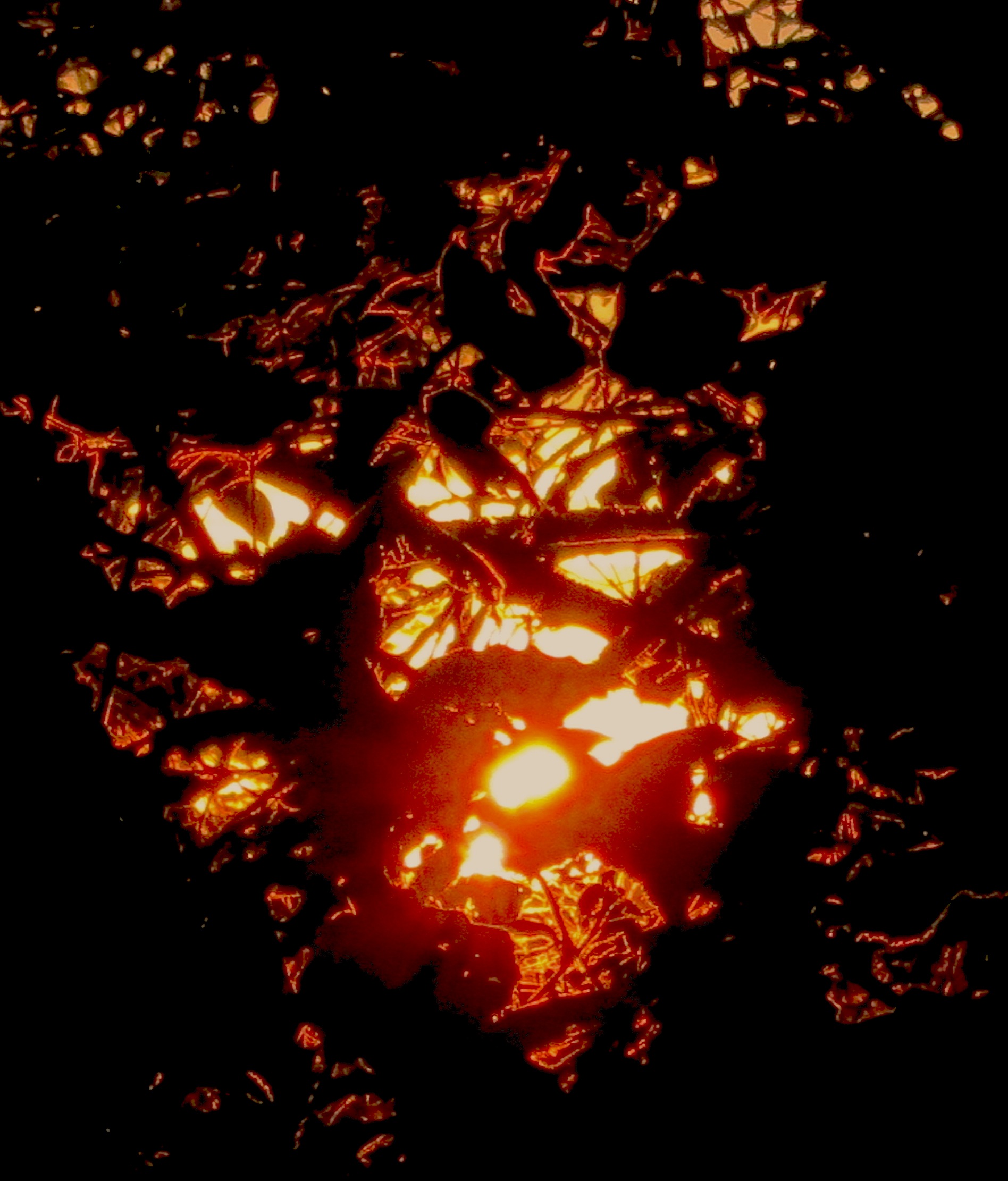 sunsetthroughblackberries