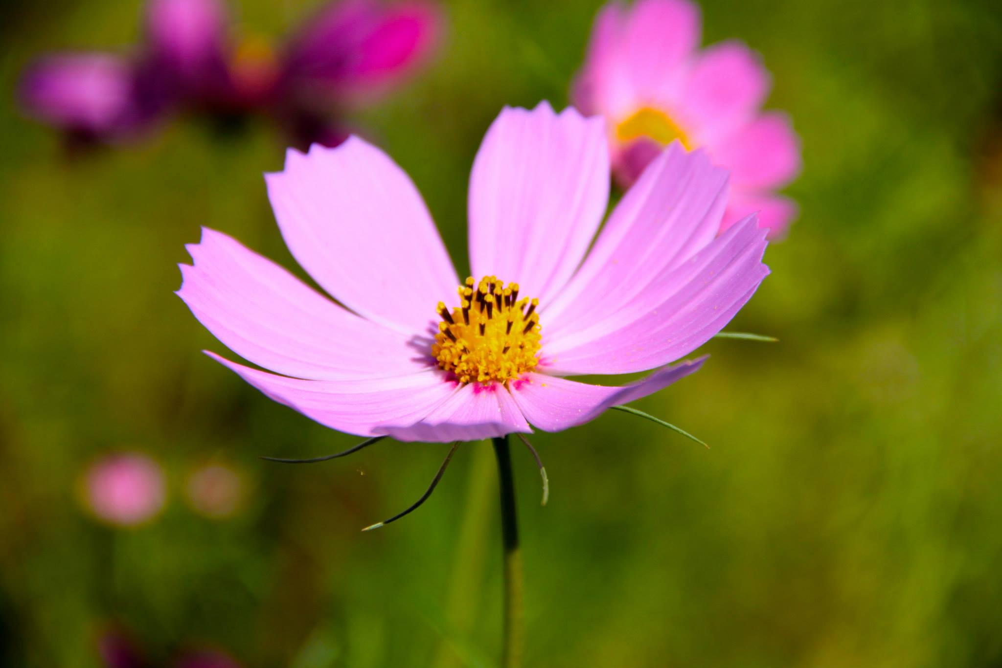 photo by Nate Gibson