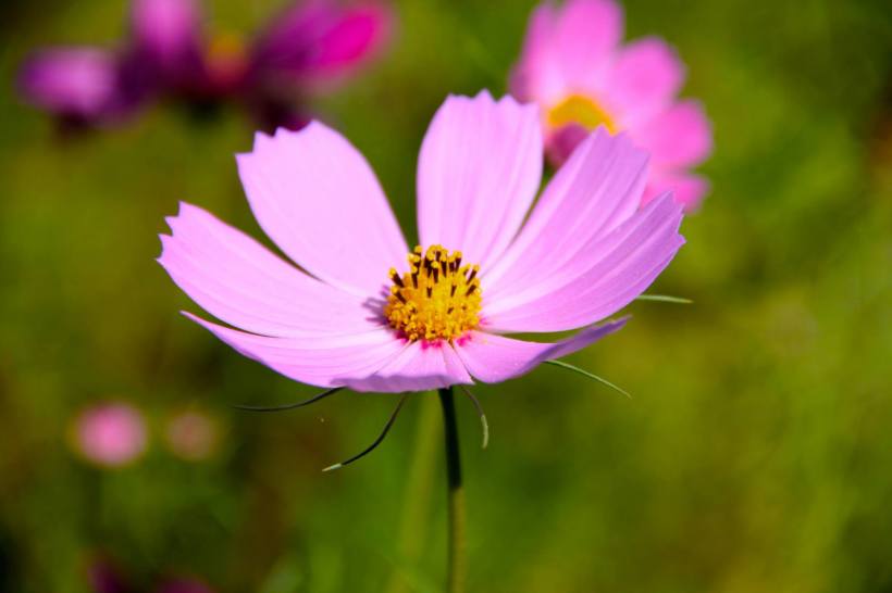 photo by Nate Gibson