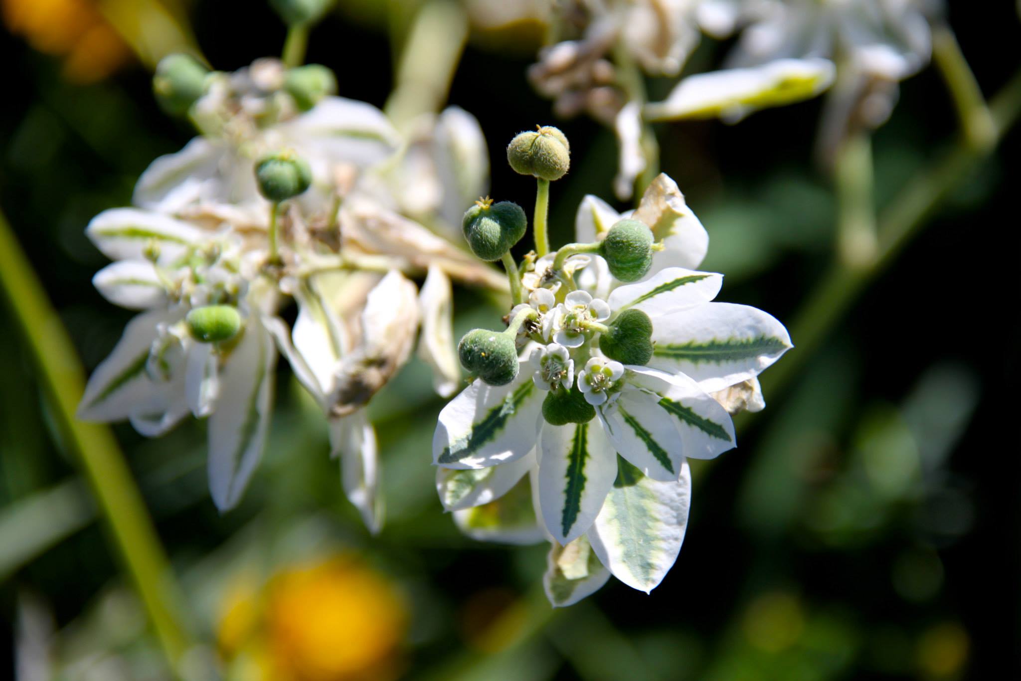 photo by Nate Gibson