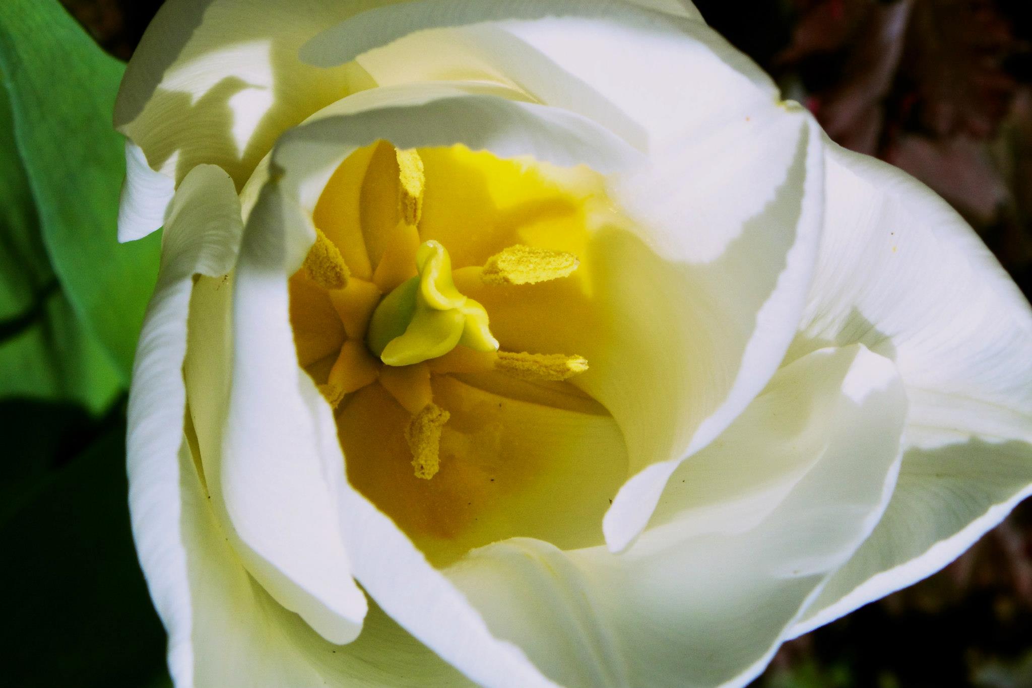 photo by Josh Scholten