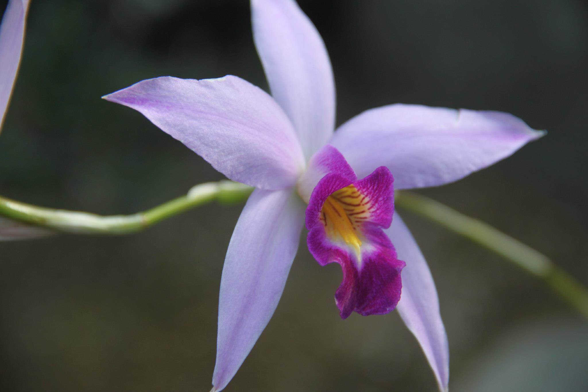 photo by Nate Gibson