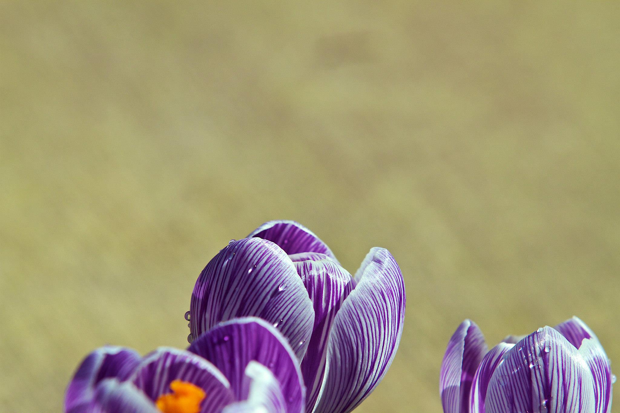 photo by Josh Scholten