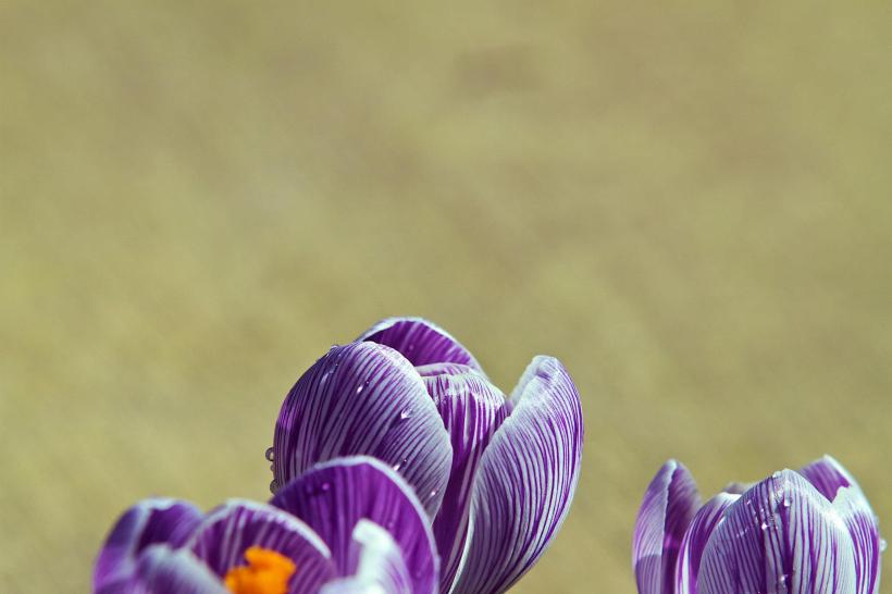 photo by Josh Scholten