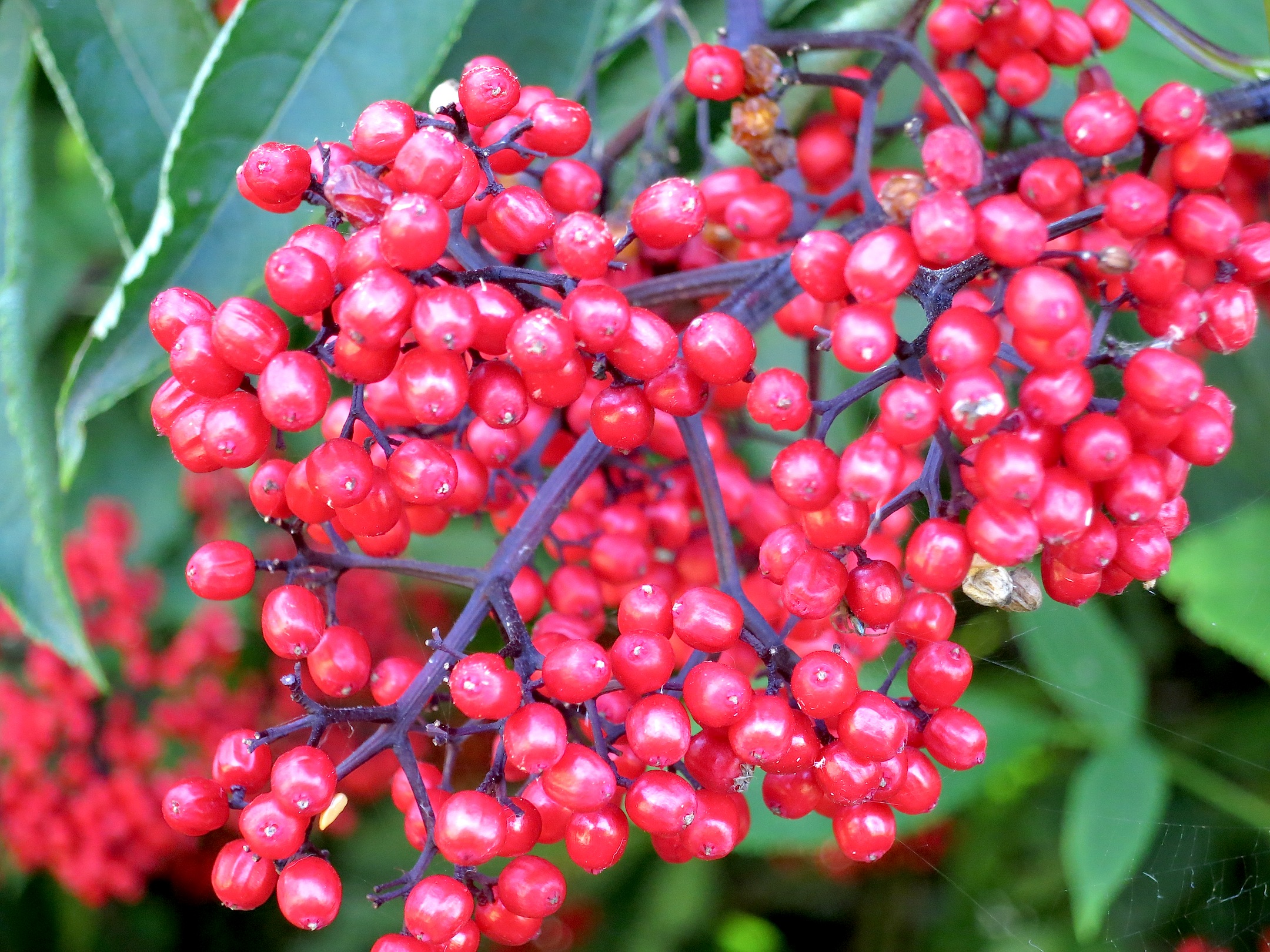 elderberry2
