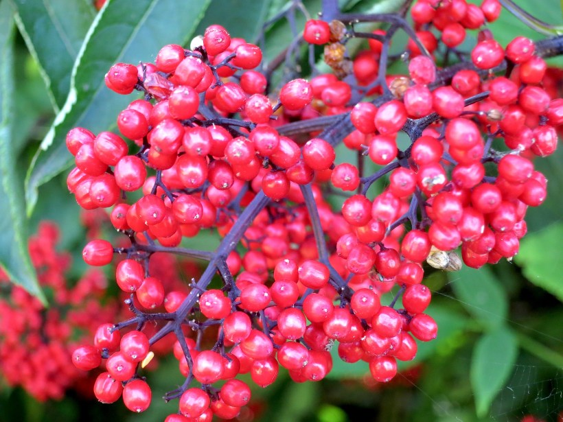 elderberry2