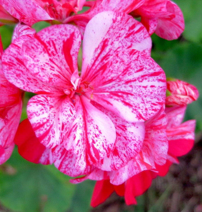 geranium2