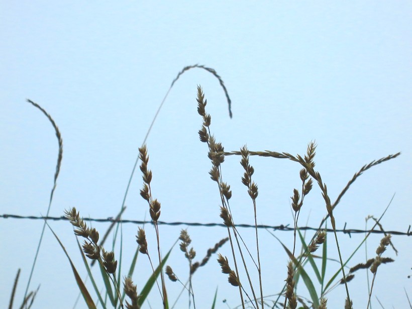 morninggrasses