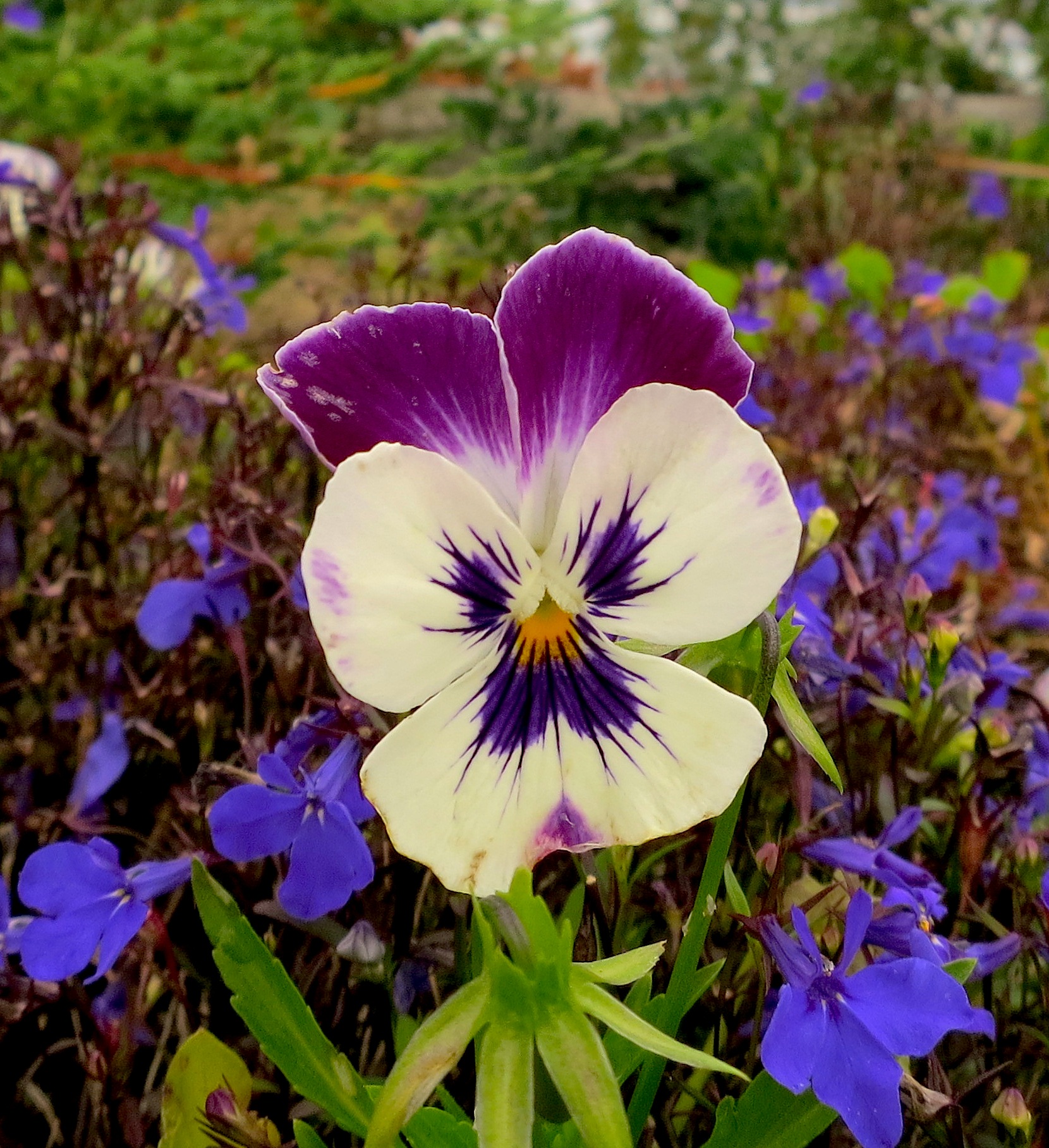 pansy4