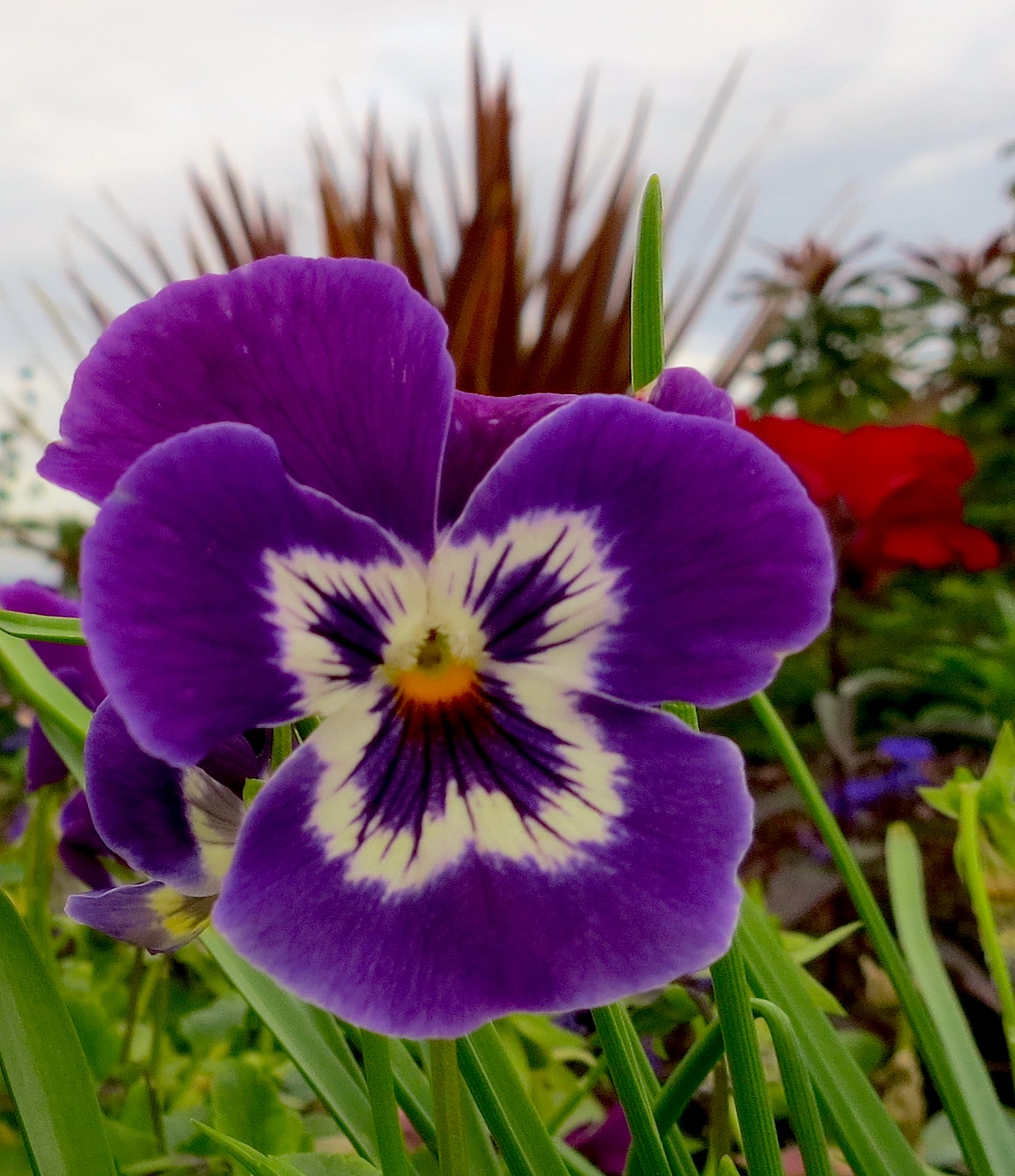 pansy7