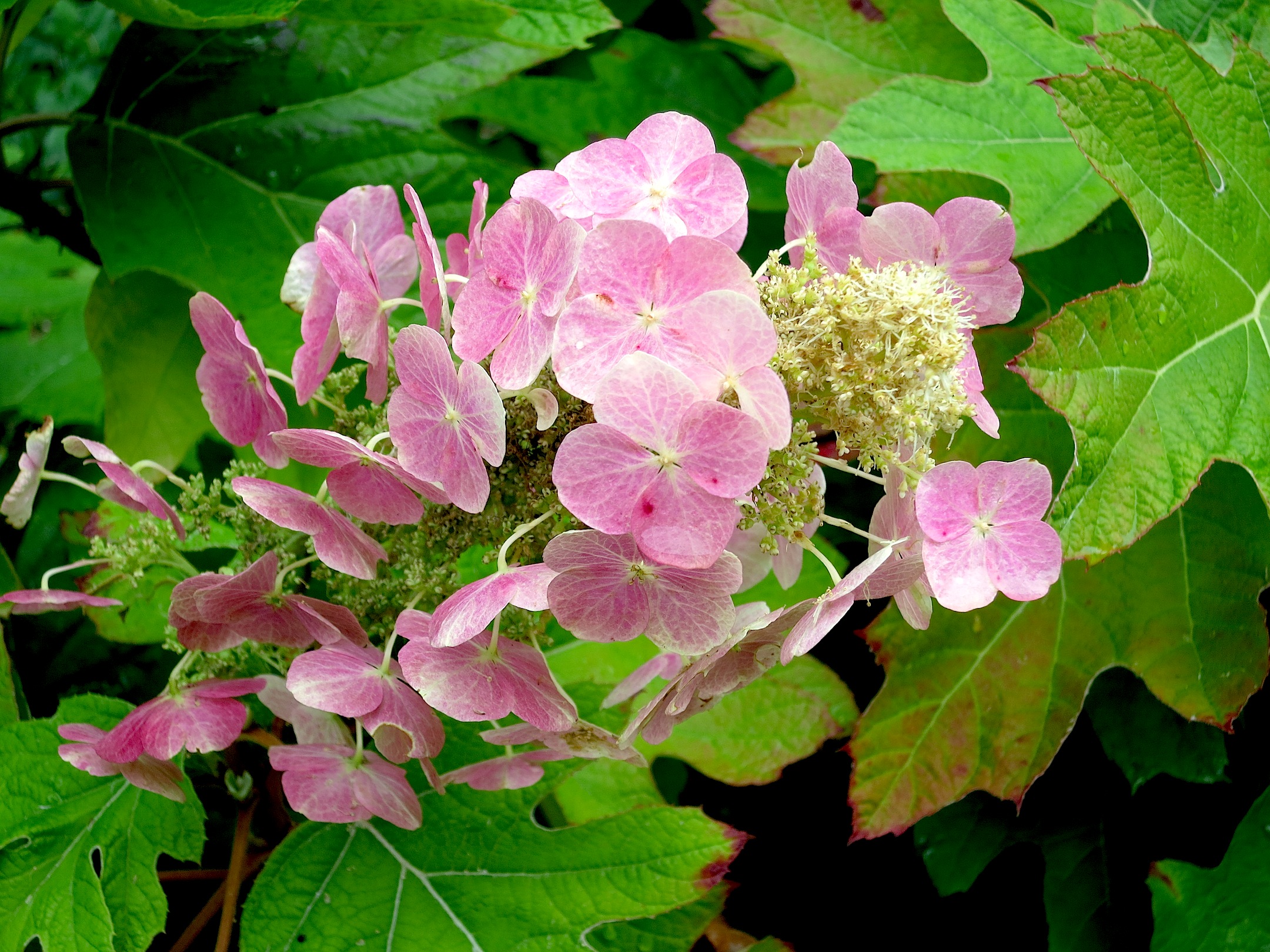 pinkhydrangea