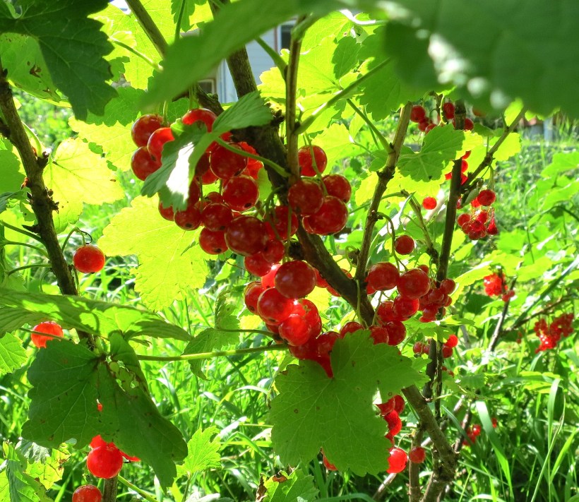 redcurrants