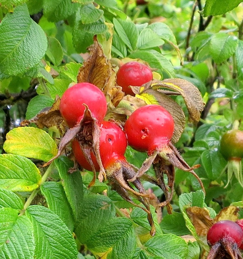 rosehips3