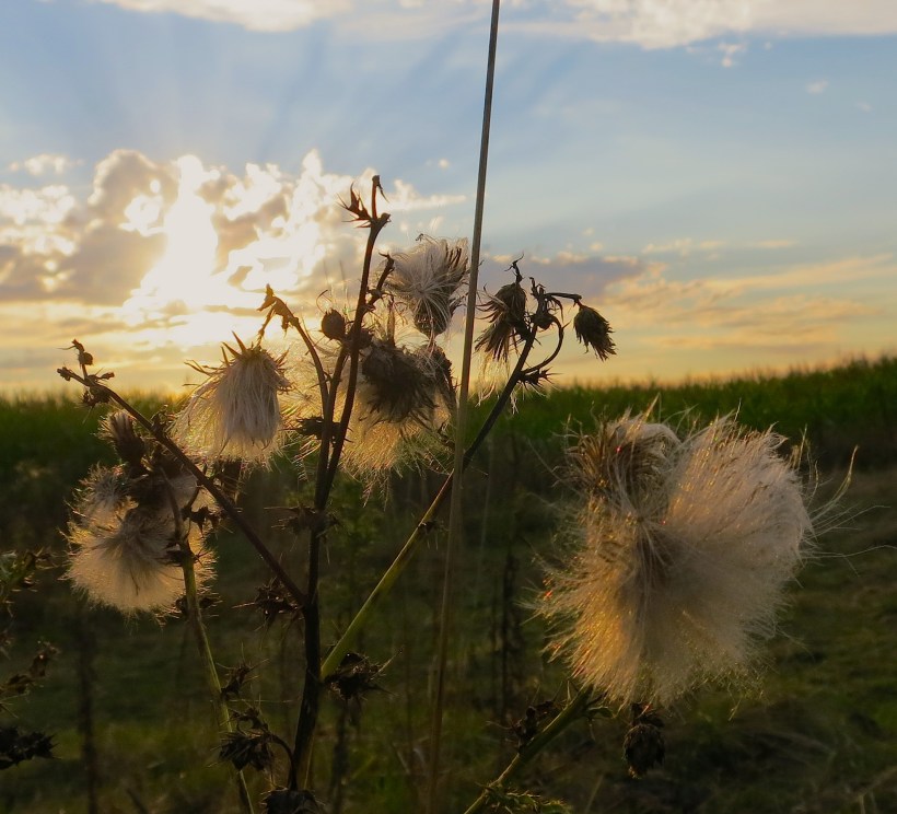 thistledown1