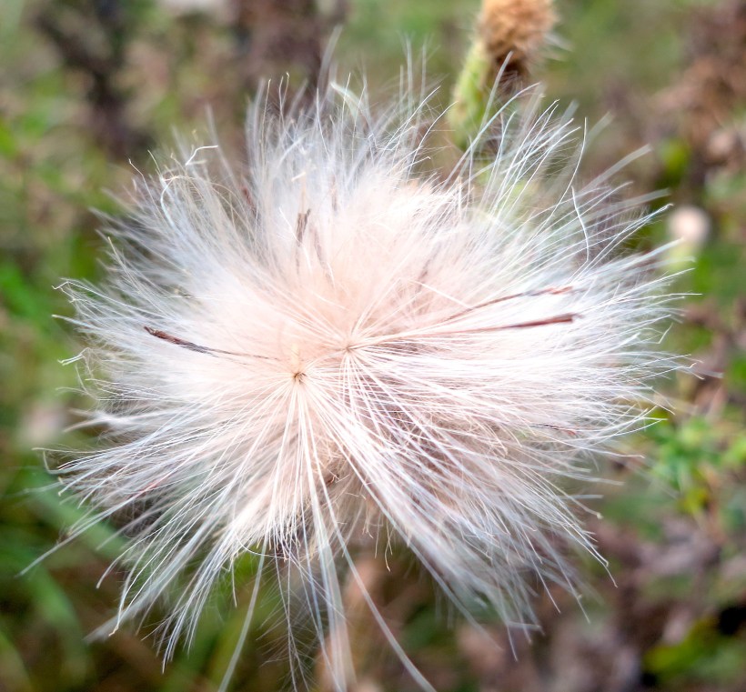 thistledown2