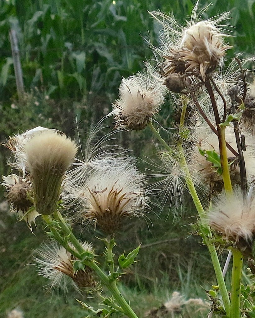 thistledown4