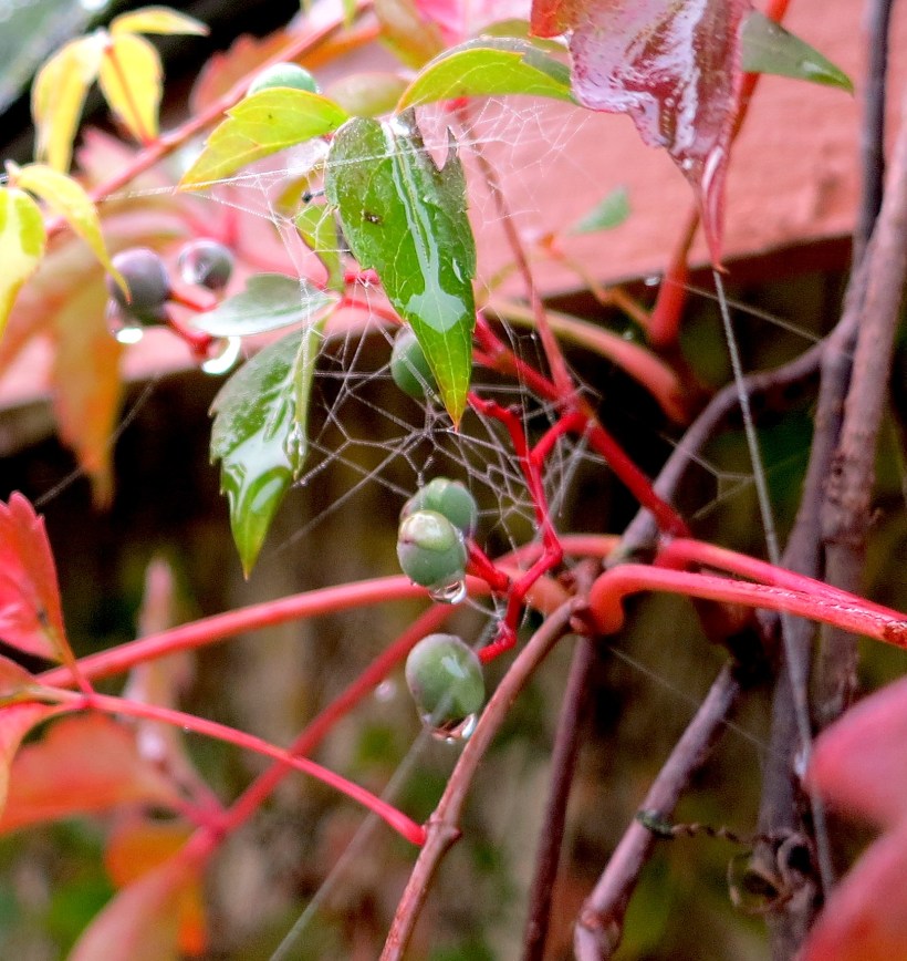 creeperwebberry
