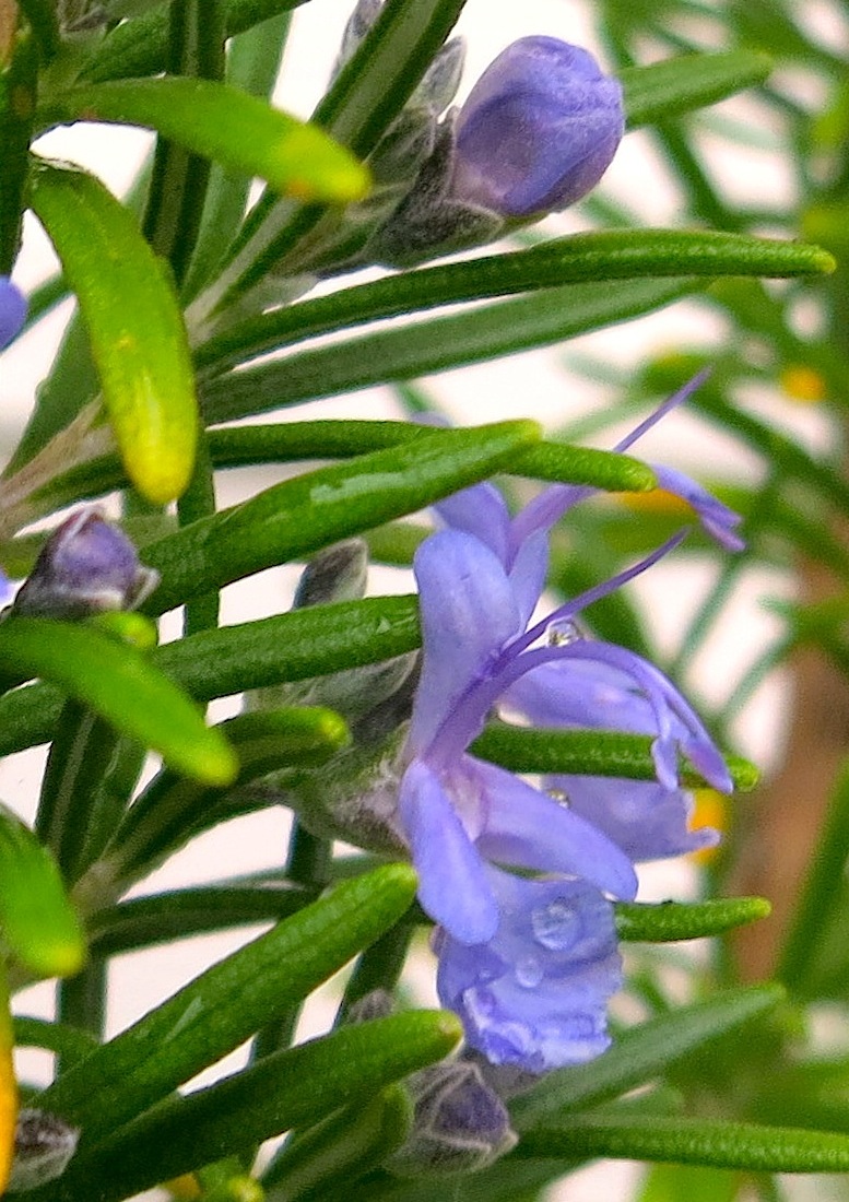 rosemary