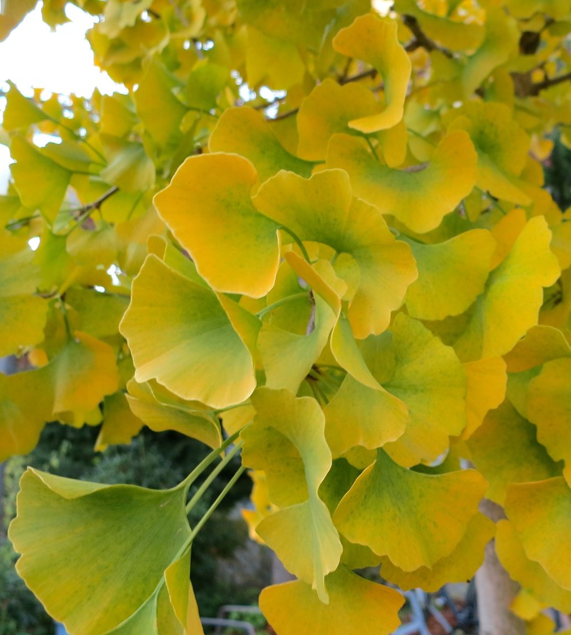 wwuginkgo