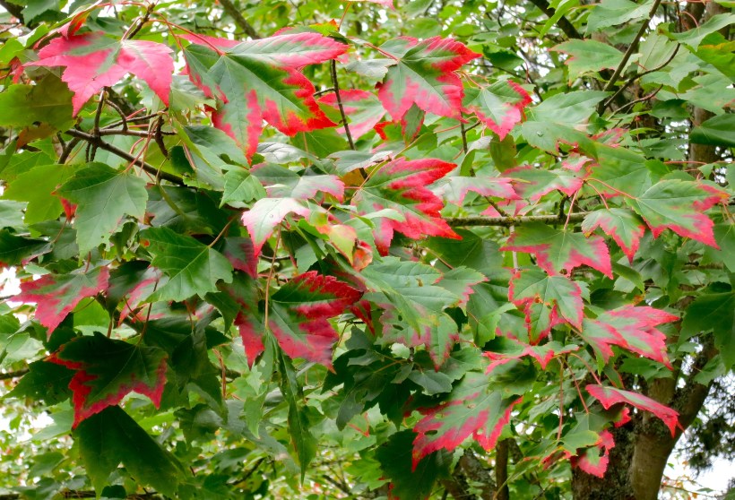 red fringed maple leaf --WWU