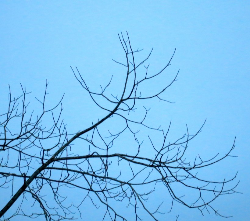 branches3