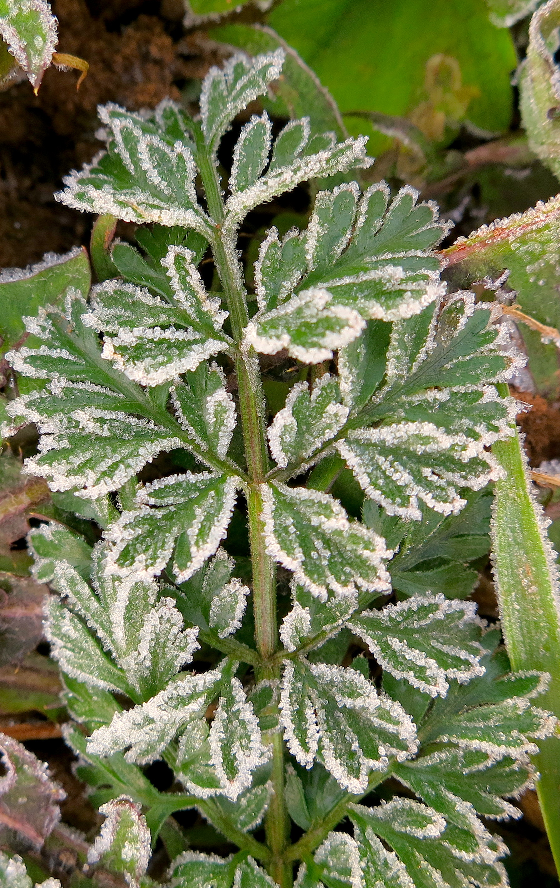 frost112313