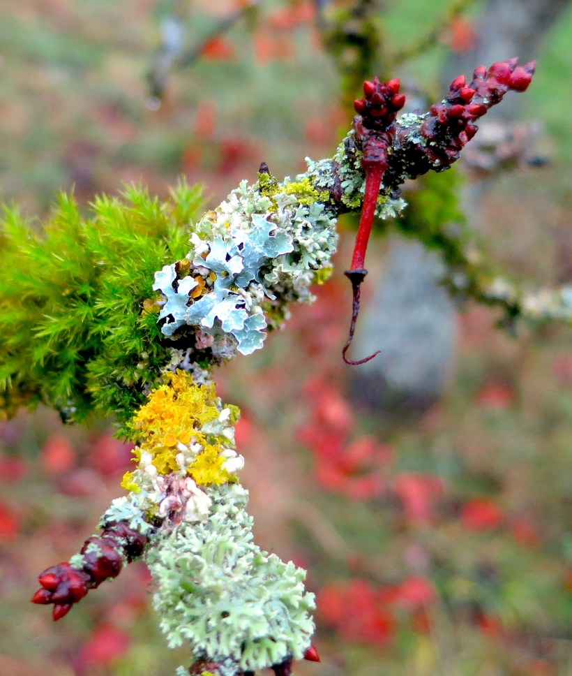 lichen10