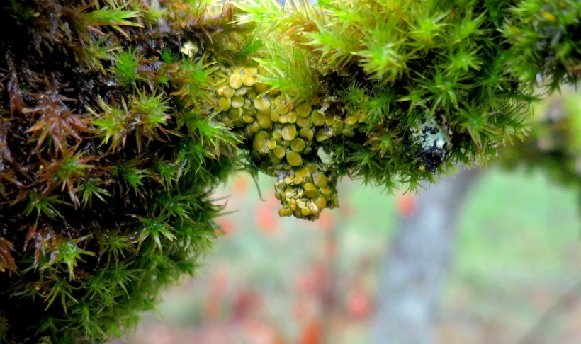 lichen11