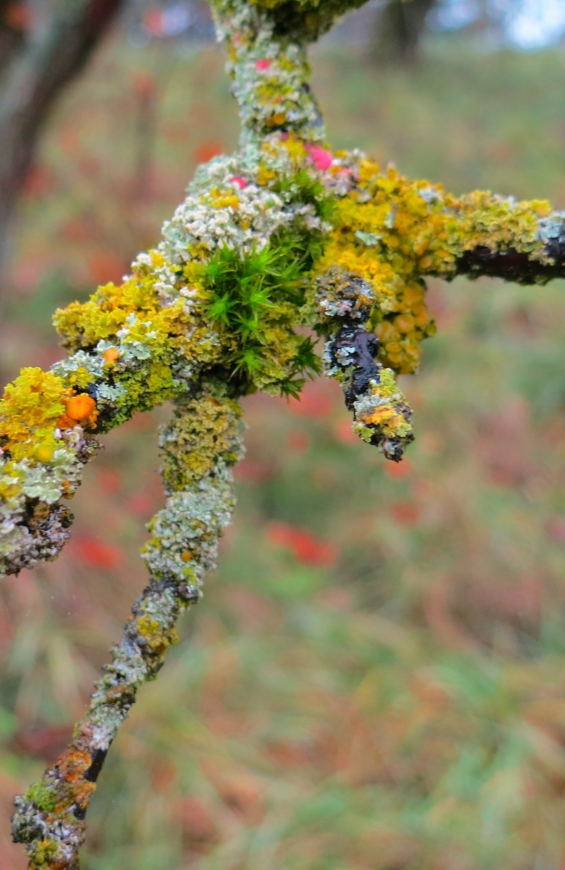 lichen18