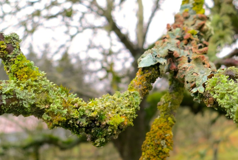 lichen22