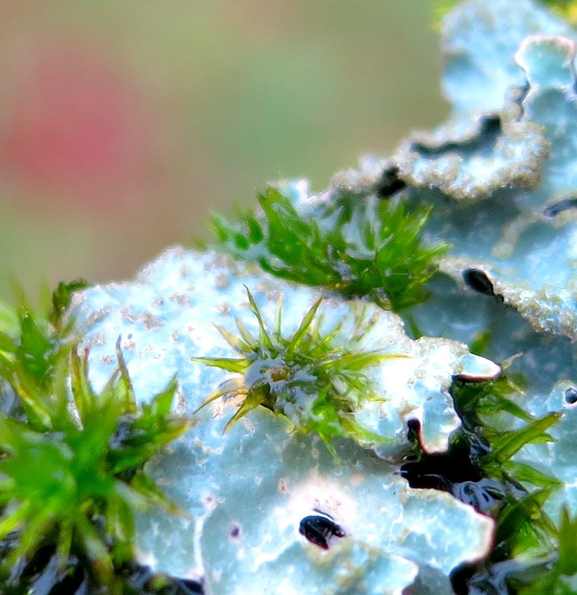 lichen27