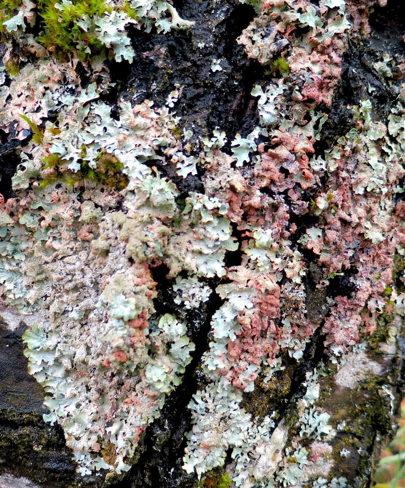 lichen32
