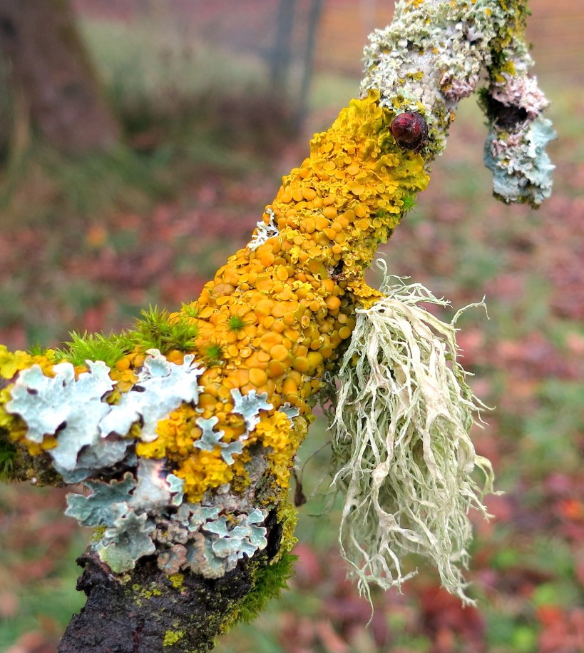 lichen6