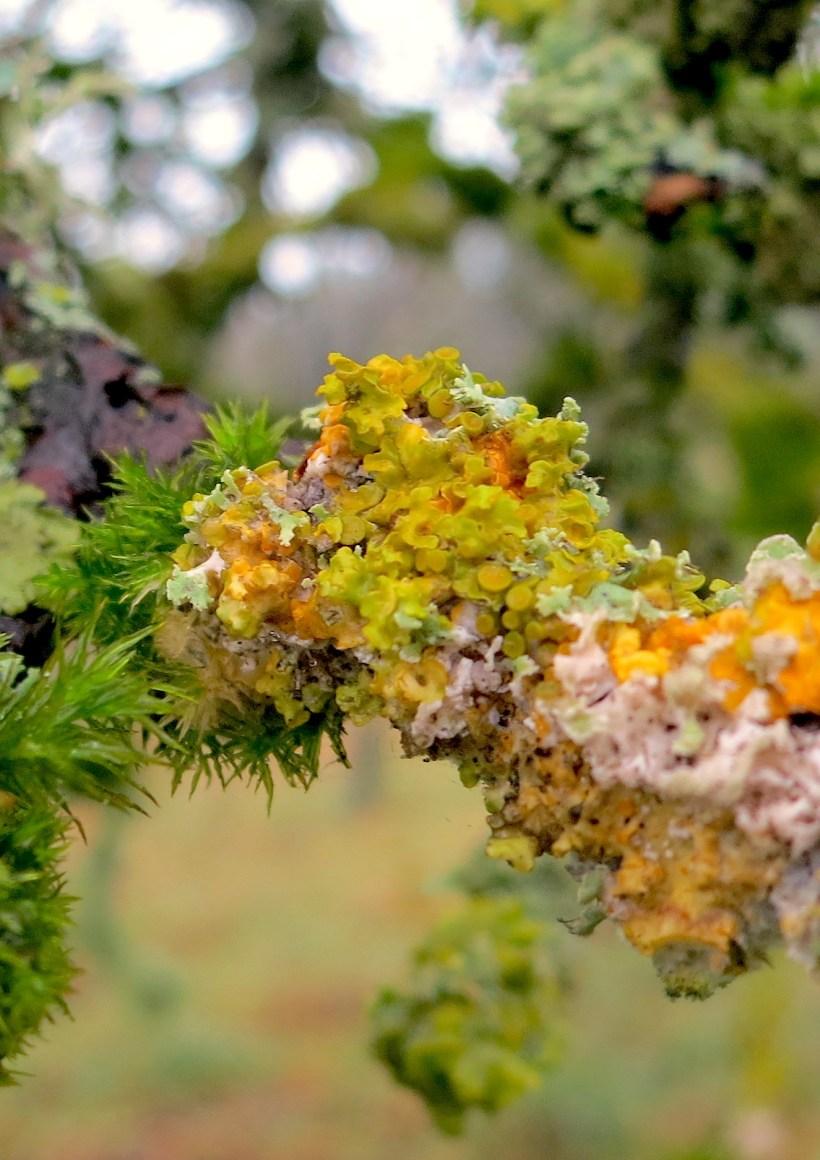 lichen9