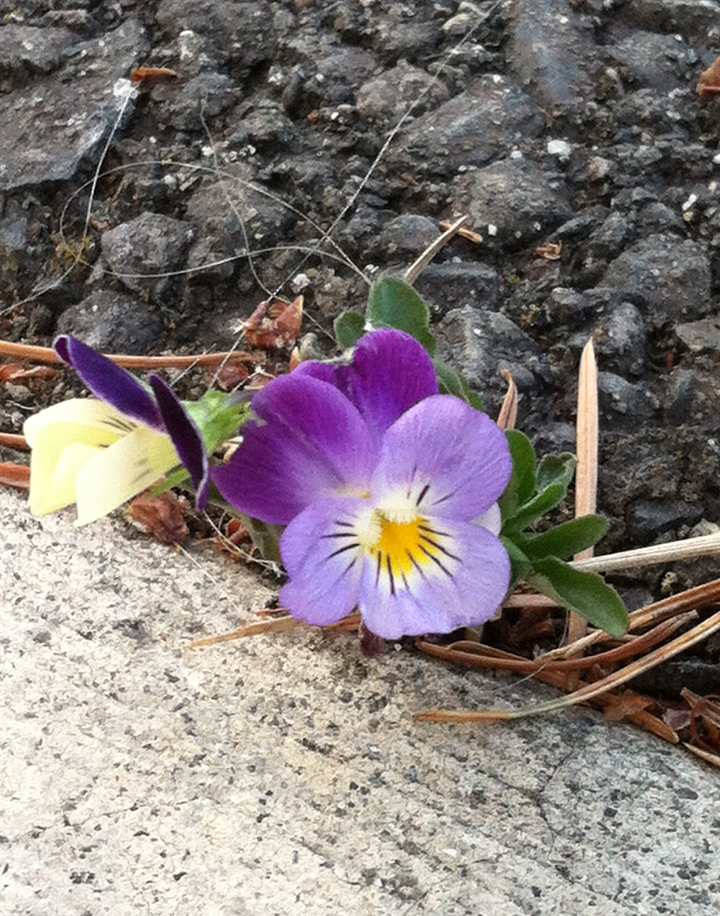 pansy3