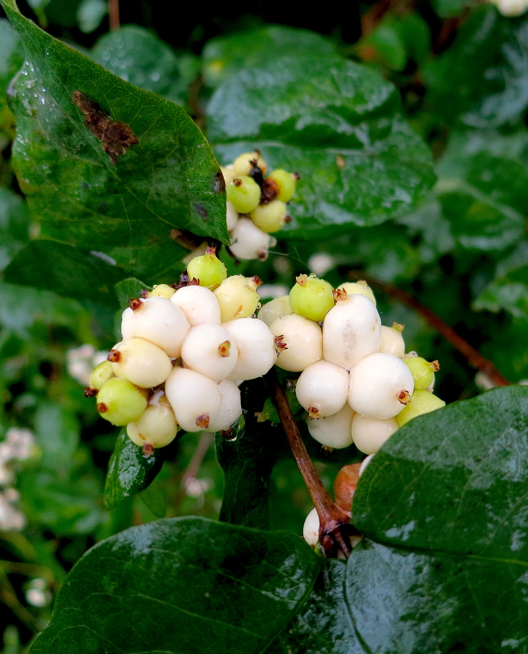 snowberry