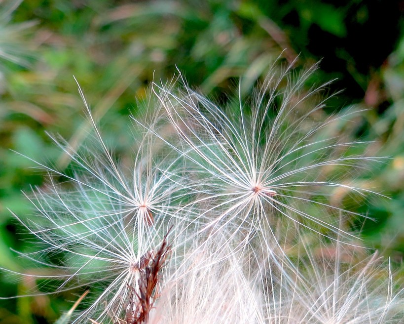thistlehair